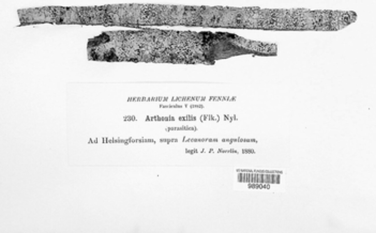 Arthonia exilis image